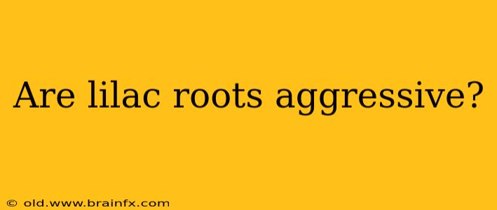 Are lilac roots aggressive?