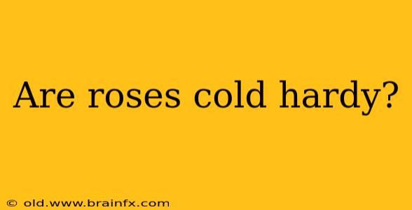 Are roses cold hardy?