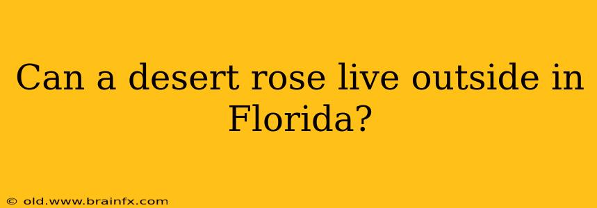 Can a desert rose live outside in Florida?