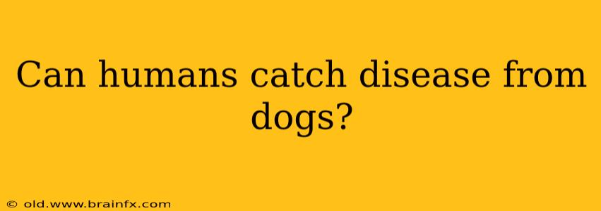 Can humans catch disease from dogs?