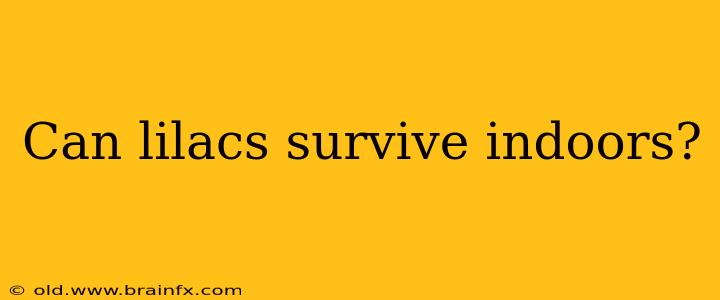 Can lilacs survive indoors?