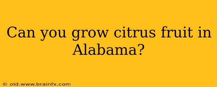 Can you grow citrus fruit in Alabama?