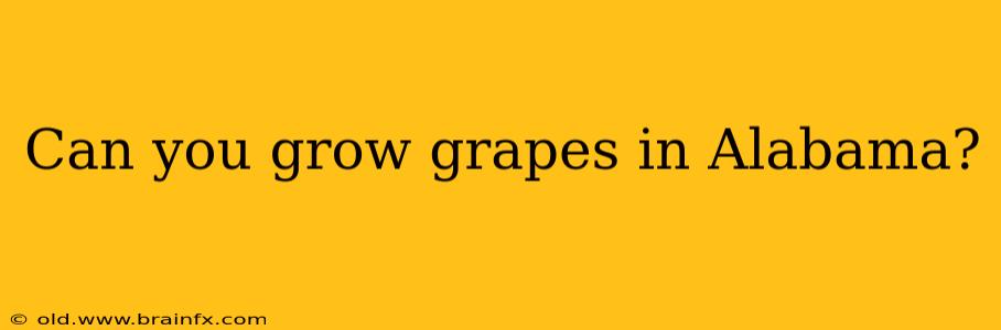 Can you grow grapes in Alabama?