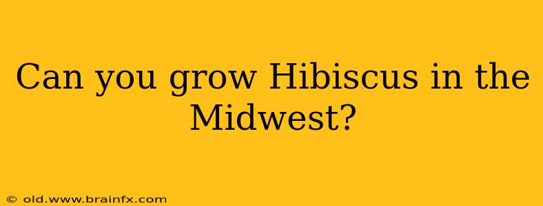 Can you grow Hibiscus in the Midwest?