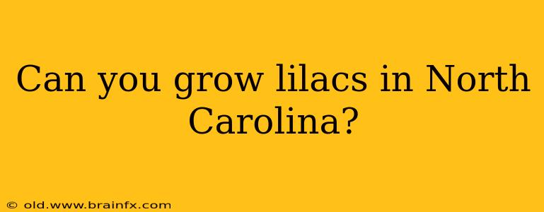 Can you grow lilacs in North Carolina?