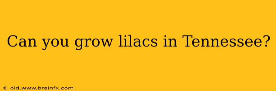 Can you grow lilacs in Tennessee?