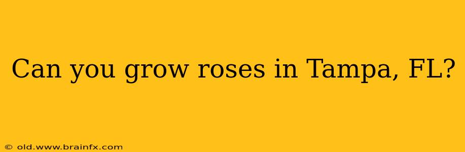 Can you grow roses in Tampa, FL?