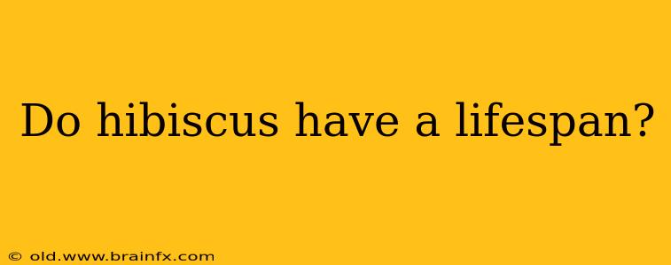 Do hibiscus have a lifespan?