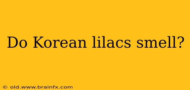 Do Korean lilacs smell?