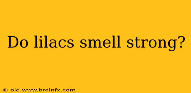 Do lilacs smell strong?