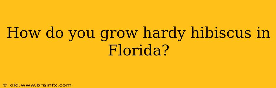 How do you grow hardy hibiscus in Florida?