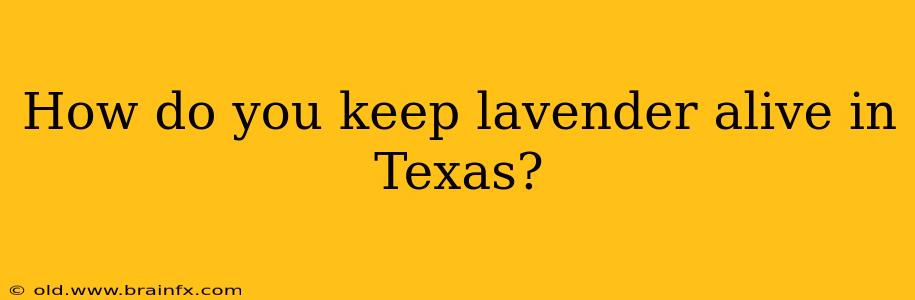 How do you keep lavender alive in Texas?