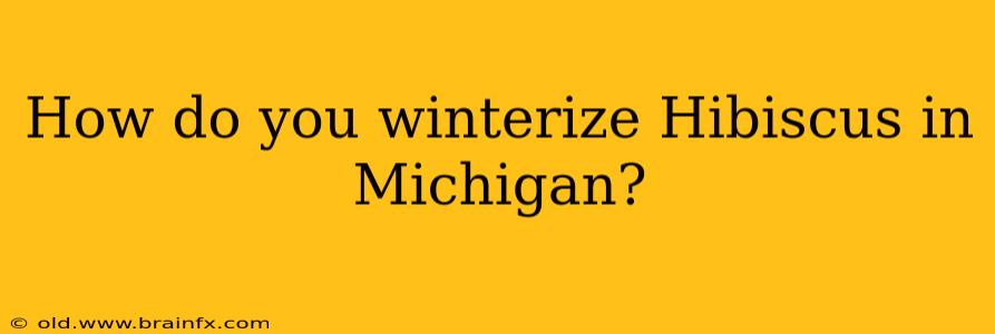 How do you winterize Hibiscus in Michigan?