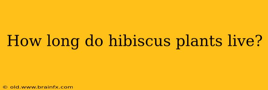 How long do hibiscus plants live?