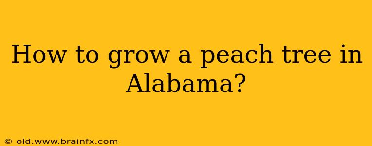 How to grow a peach tree in Alabama?