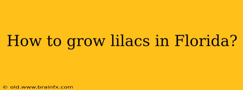 How to grow lilacs in Florida?