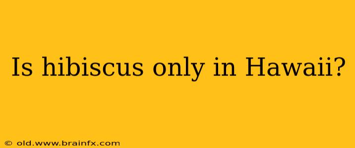 Is hibiscus only in Hawaii?