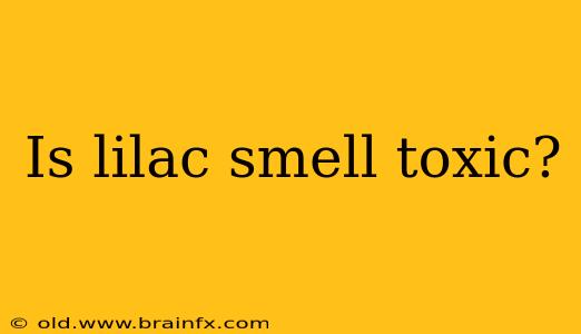 Is lilac smell toxic?