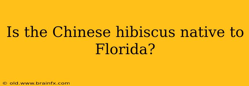 Is the Chinese hibiscus native to Florida?