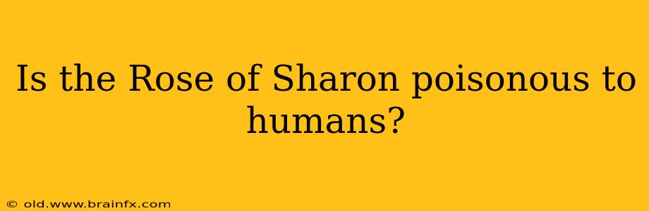 Is the Rose of Sharon poisonous to humans?