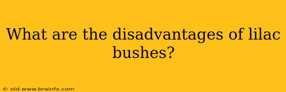 What are the disadvantages of lilac bushes?