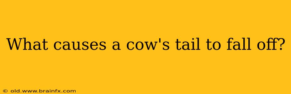 What causes a cow's tail to fall off?