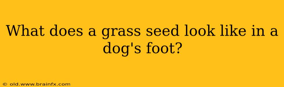 What does a grass seed look like in a dog's foot?