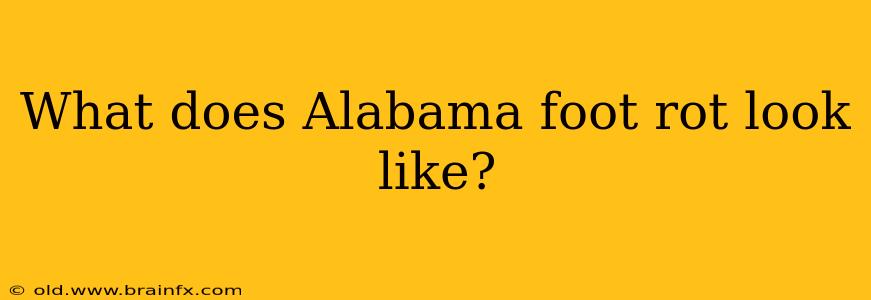 What does Alabama foot rot look like?