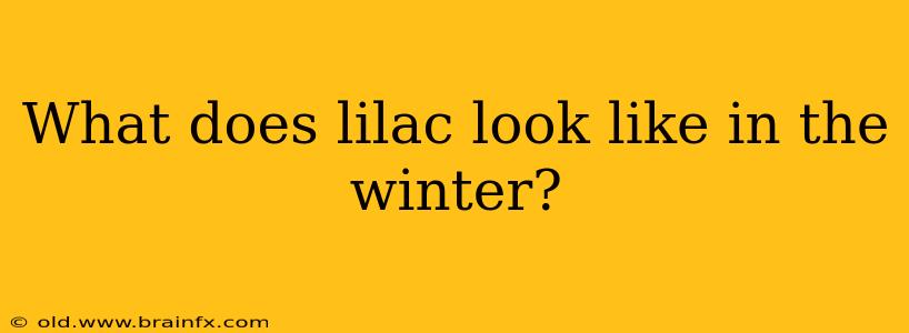 What does lilac look like in the winter?