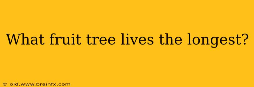 What fruit tree lives the longest?