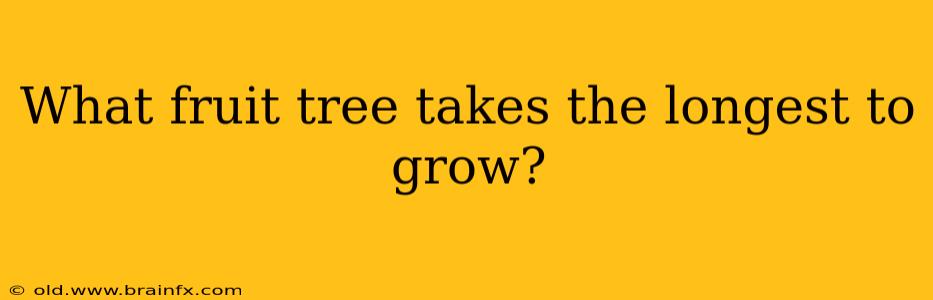 What fruit tree takes the longest to grow?