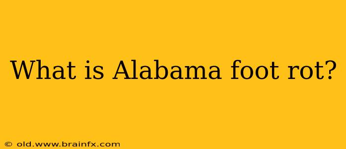 What is Alabama foot rot?