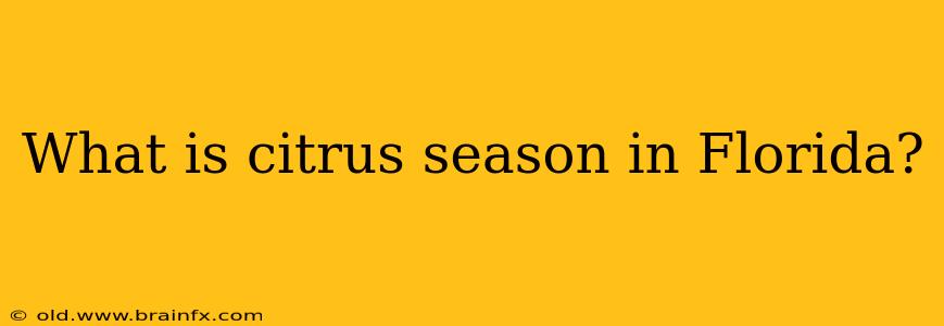 What is citrus season in Florida?