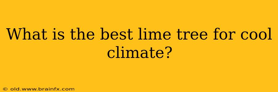 What is the best lime tree for cool climate?