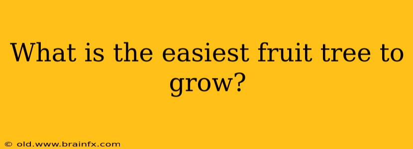 What is the easiest fruit tree to grow?