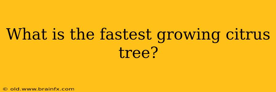 What is the fastest growing citrus tree?