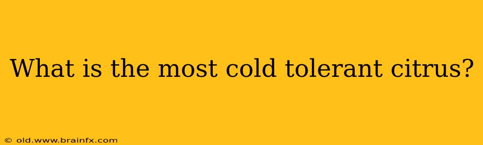 What is the most cold tolerant citrus?