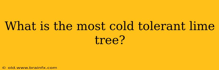 What is the most cold tolerant lime tree?