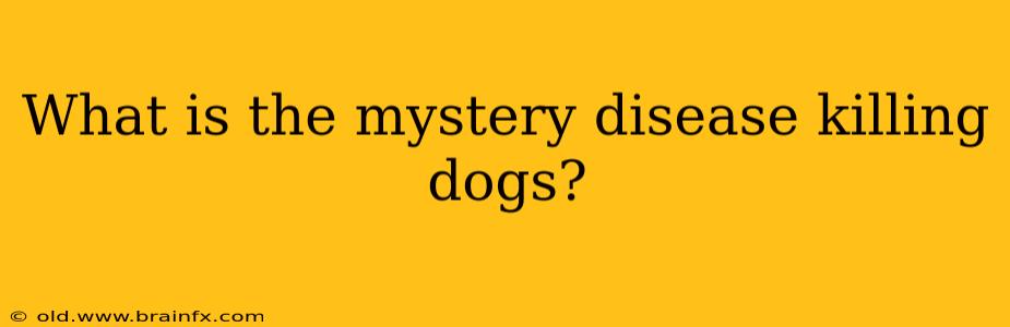 What is the mystery disease killing dogs?