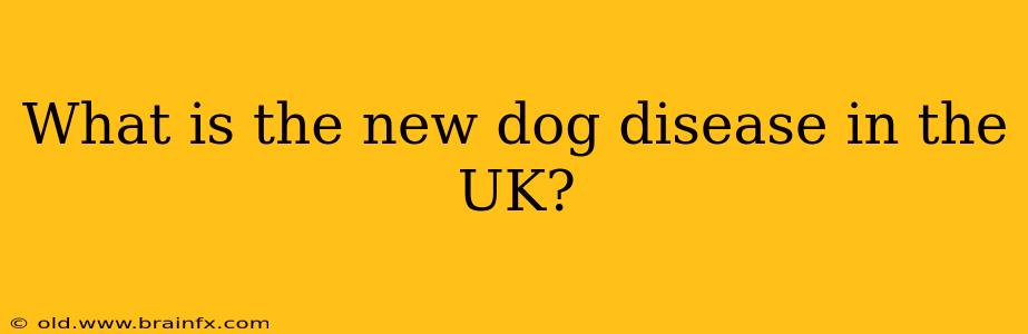 What is the new dog disease in the UK?