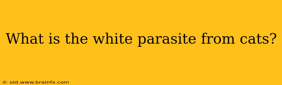 What is the white parasite from cats?