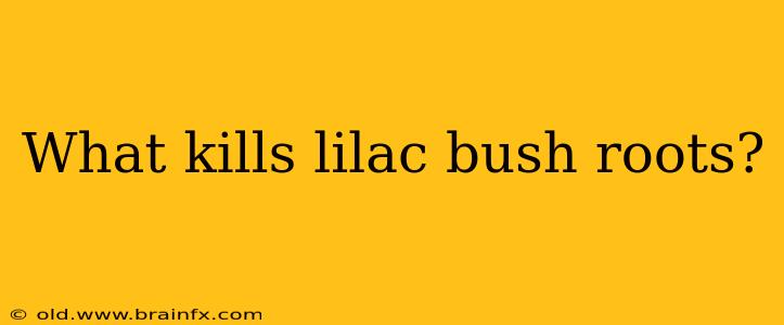 What kills lilac bush roots?