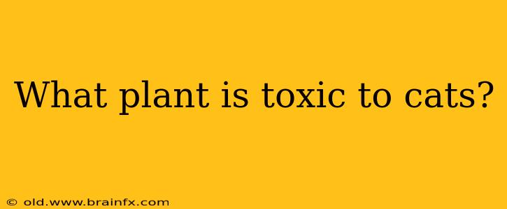 What plant is toxic to cats?