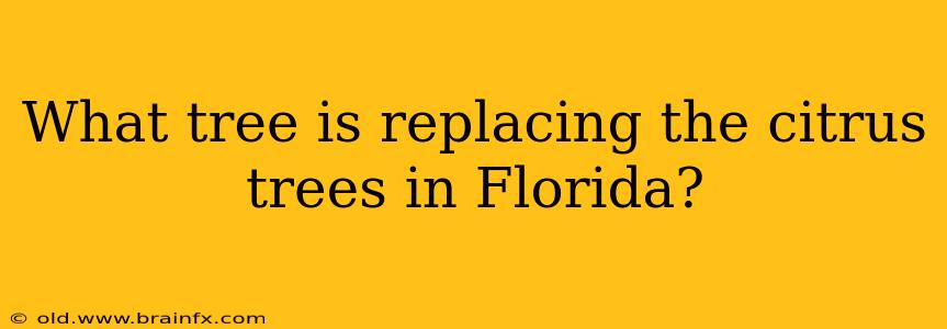 What tree is replacing the citrus trees in Florida?