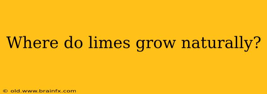 Where do limes grow naturally?