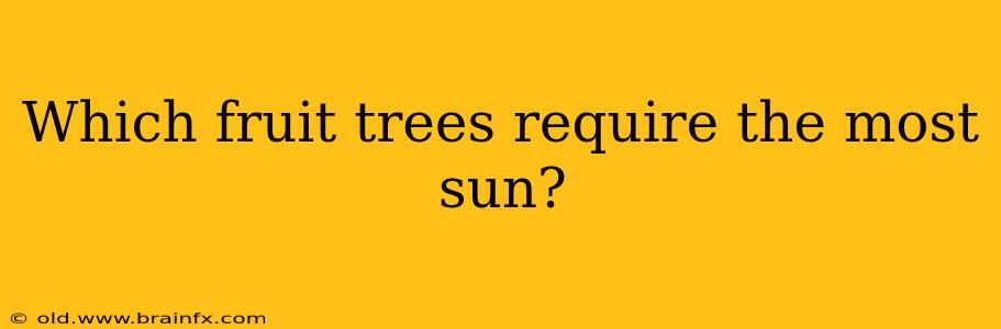 Which fruit trees require the most sun?