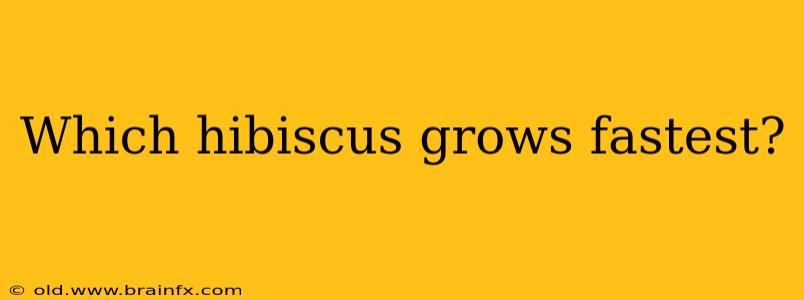 Which hibiscus grows fastest?