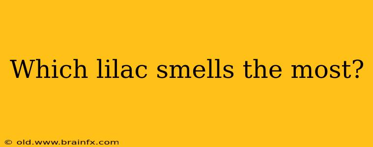 Which lilac smells the most?