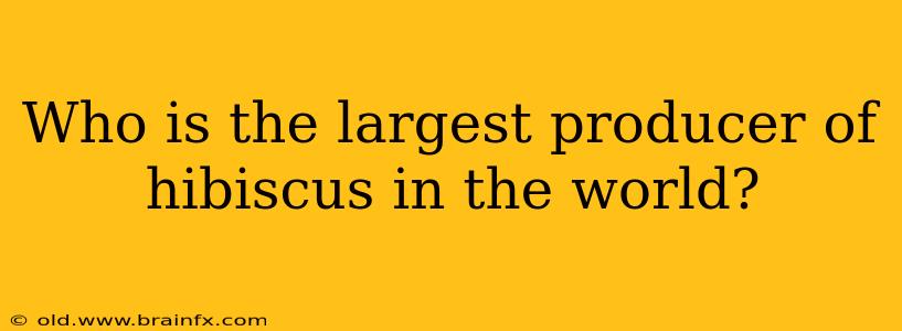 Who is the largest producer of hibiscus in the world?