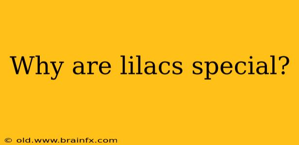 Why are lilacs special?